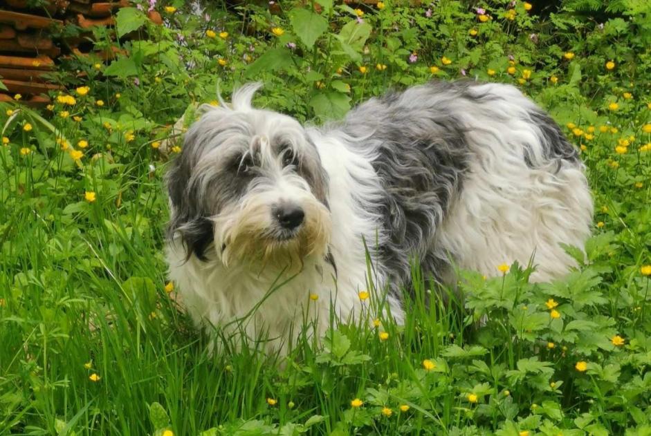 Vermisstmeldung Hund rassenmischung Weiblich , 1 jahre Paimpont Frankreich