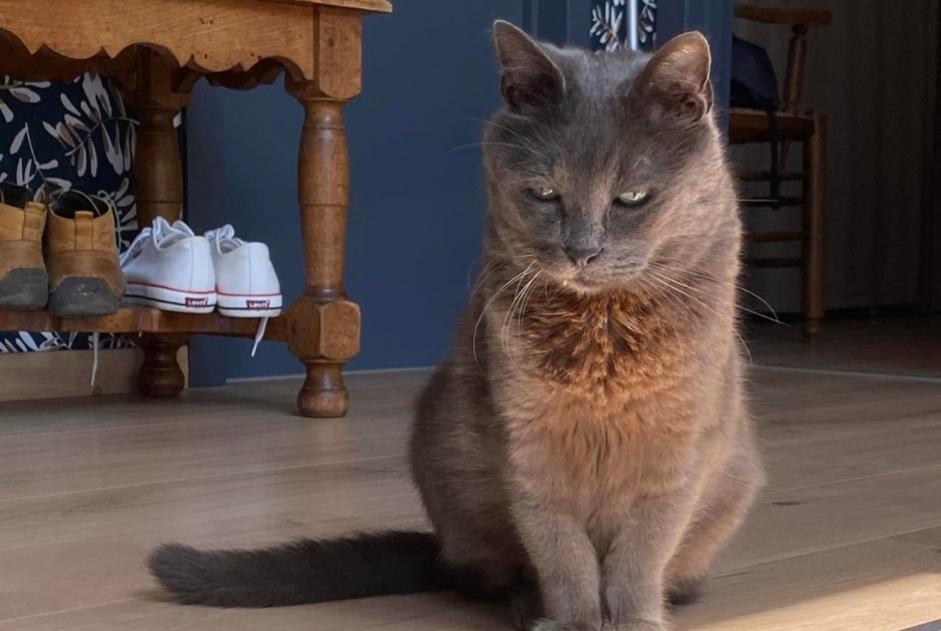 Vermisstmeldung Katze rassenmischung Männliche , 11 jahre Quévy Belgien