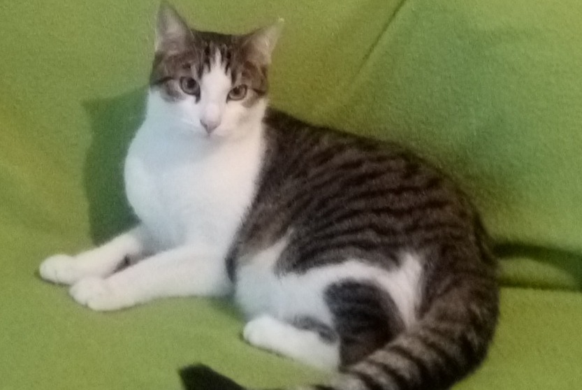 Disappearance alert Cat  Male , 5 years Cesson-Sévigné France