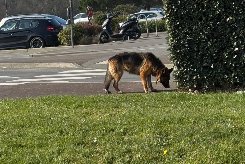 Discovery alert Dog  Male Dinard France