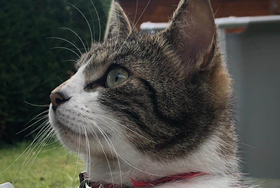 Alerta de Desaparición Gato Macho , 2 años Châteaugiron Francia