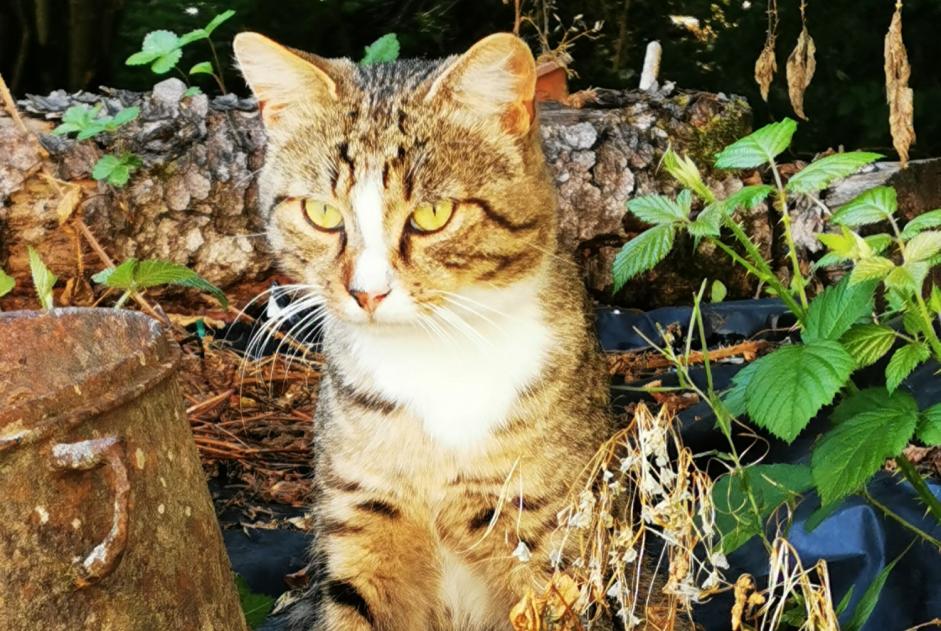 Alerta de Hallazgo Gato Macho Le Quartier Francia