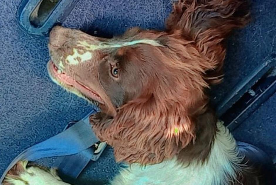 Alerta de Desaparición Perro  Hembra , 3 años La Bouëxière Francia