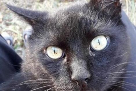 Alerte Disparition Chat Mâle , 13 ans La Devise France