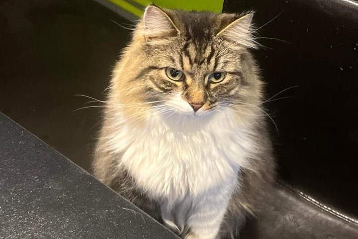 Alerte Disparition Chat Mâle , 4 ans Antoing Belgique