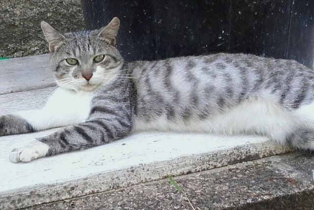 Alerte Disparition Chat Mâle , 7 ans Saint-Léonard-de-Noblat France