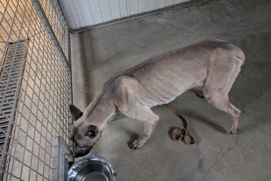 Avviso Ritrovamento Cane incrocio di razze Maschio Brielles Francia