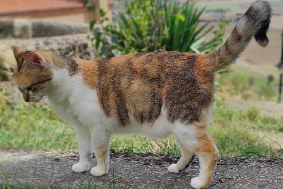 Alerta desaparecimento Gato  Fêmea , 3 anos Nonette-Orsonnette France